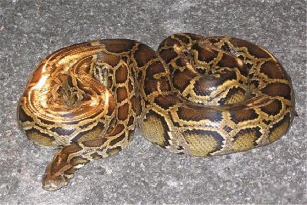 非洲岩蟒和森蚺哪个厉害 两种生物没法相对比较