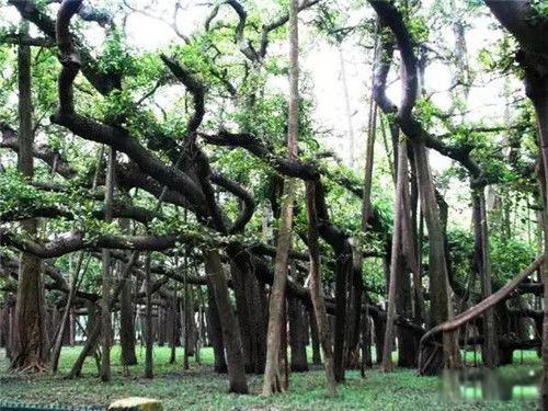 中国灵异地方排行榜前十名 恐怖死亡谷:黑竹沟神秘事件