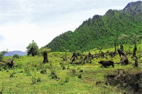 中国灵异地方排行榜前十名 恐怖死亡谷:黑竹沟神秘事件