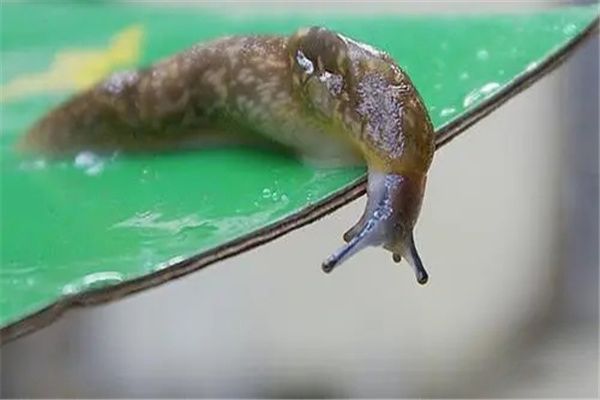 鼻涕虫是害虫还是益虫 鼻涕虫怎么彻底消灭干净
