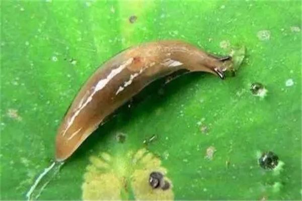 鼻涕虫是害虫还是益虫 鼻涕虫怎么彻底消灭干净