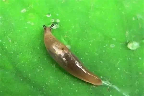 鼻涕虫是害虫还是益虫 鼻涕虫怎么彻底消灭干净