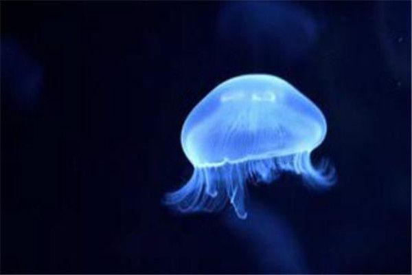 炮弹水母长什么样图片 炮弹水母的繁殖方式