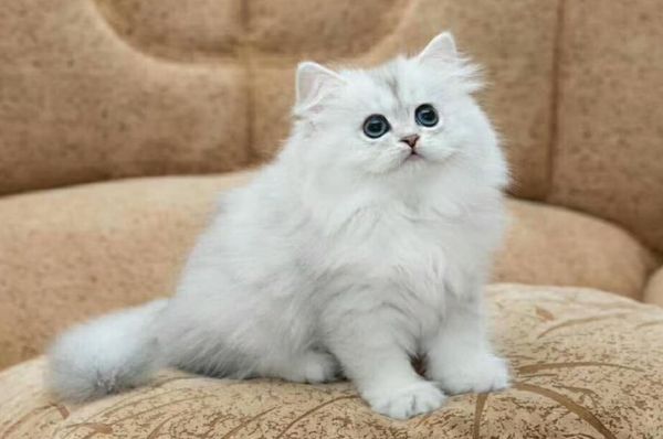 养金吉拉猫后悔了 为什么养金吉拉的不多