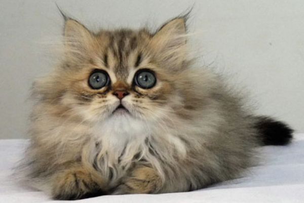 养金吉拉猫后悔了 为什么养金吉拉的不多