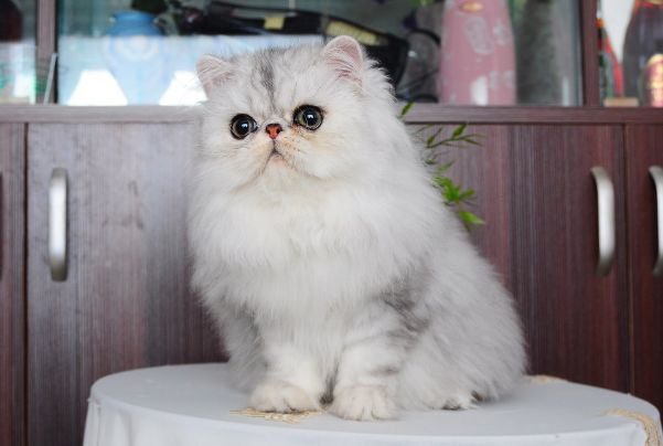养金吉拉猫后悔了 为什么养金吉拉的不多