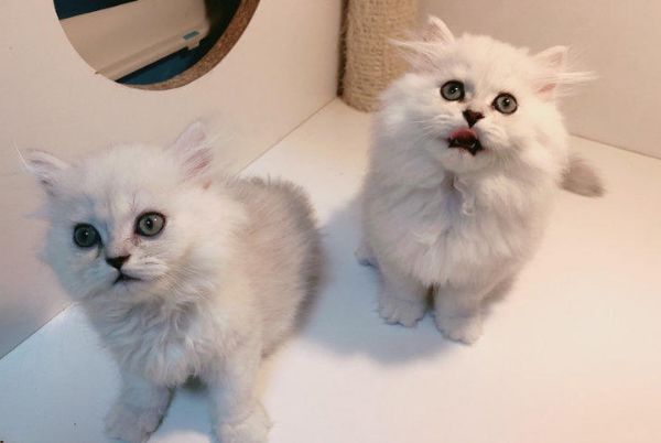养金吉拉猫后悔了 为什么养金吉拉的不多