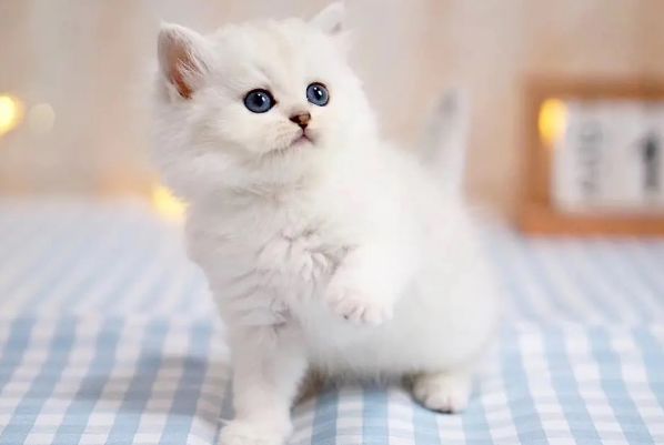 养金吉拉猫后悔了 为什么养金吉拉的不多