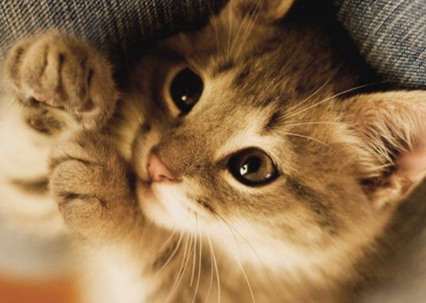 世界上最奇怪的猫是什么猫 世界上最奇怪的几种猫