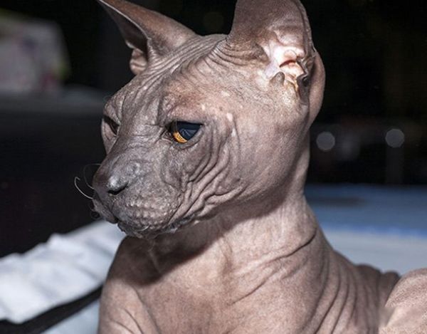 世界上最奇怪的猫是什么猫 世界上最奇怪的几种猫