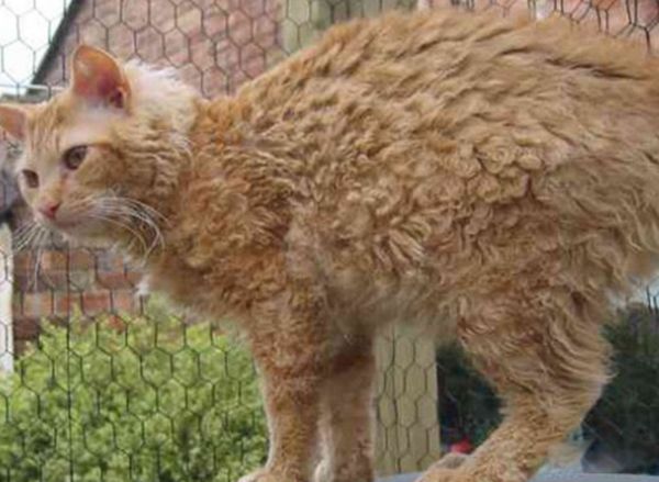 世界上最奇怪的猫是什么猫 世界上最奇怪的几种猫