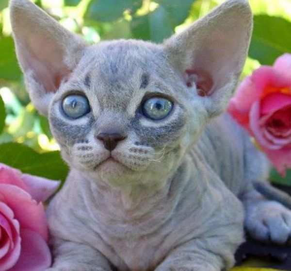 世界上最奇怪的猫是什么猫 世界上最奇怪的几种猫