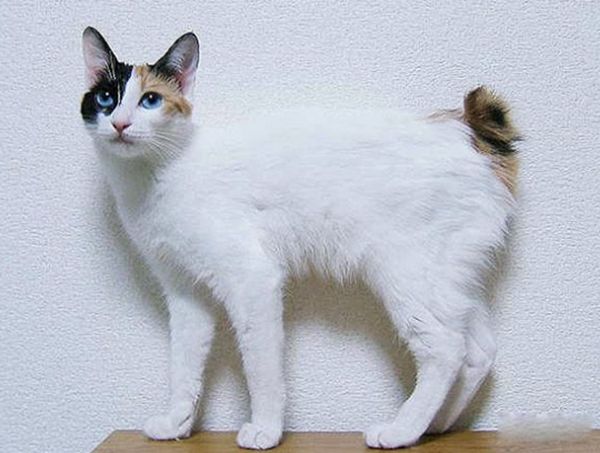 世界上最奇怪的猫是什么猫 世界上最奇怪的几种猫
