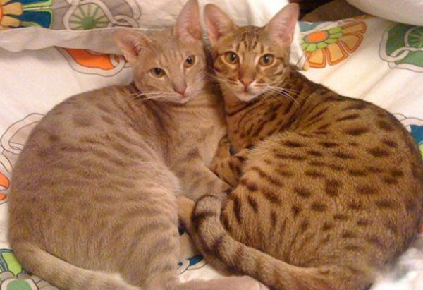 世界上最奇怪的猫是什么猫 世界上最奇怪的几种猫