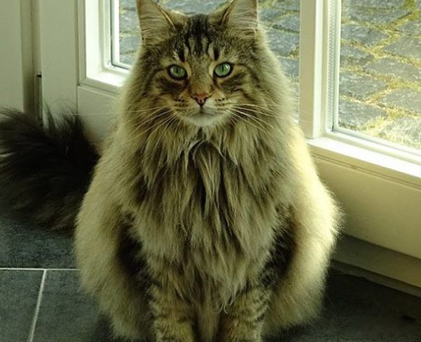 世界上最奇怪的猫是什么猫 世界上最奇怪的几种猫