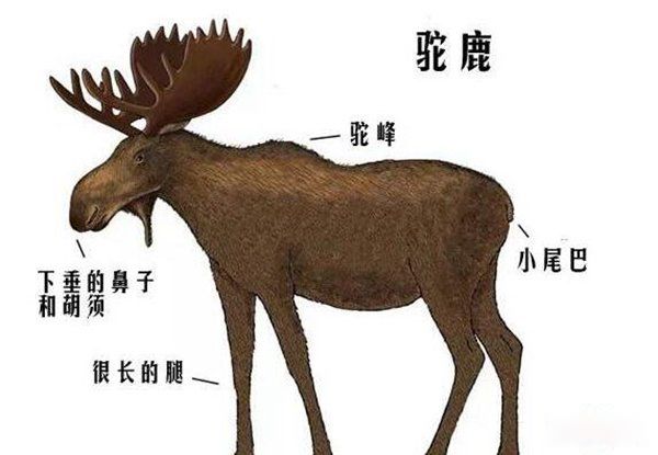 驼鹿是怎样的一种动物 驼鹿到底有多大多重