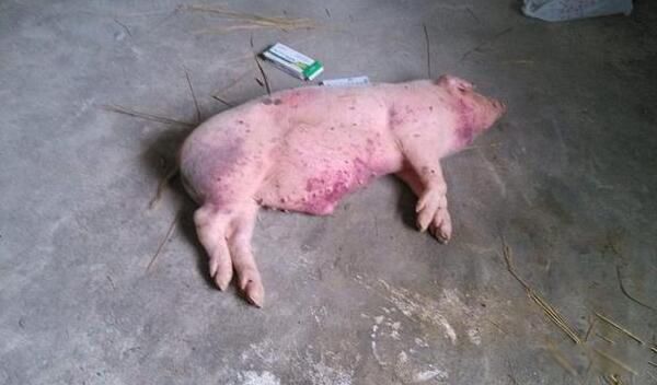 猪瘟的猪肉可以吃吗 得了猪瘟的猪肉吃了会怎样