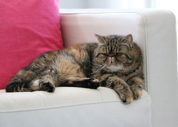 世界上最奇怪的猫是什么猫 世界上最奇怪的几种猫