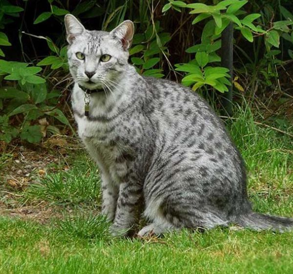 世界上最奇怪的猫是什么猫 世界上最奇怪的几种猫