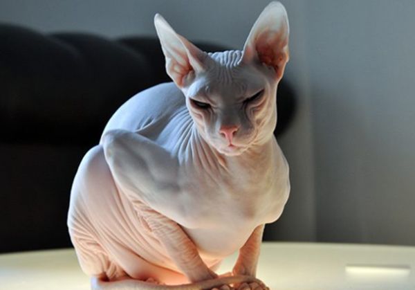 世界上最奇怪的猫是什么猫 世界上最奇怪的几种猫