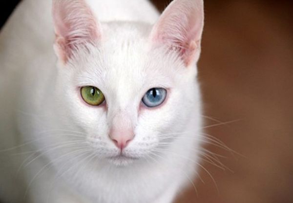 世界上最奇怪的猫是什么猫 世界上最奇怪的几种猫