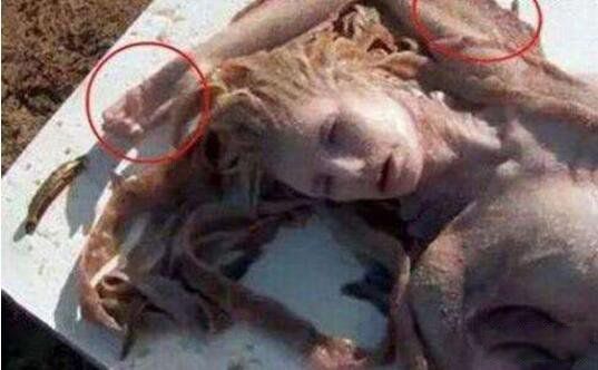中国发现真实美人鱼 南海发现鲛人是真的吗还是假的