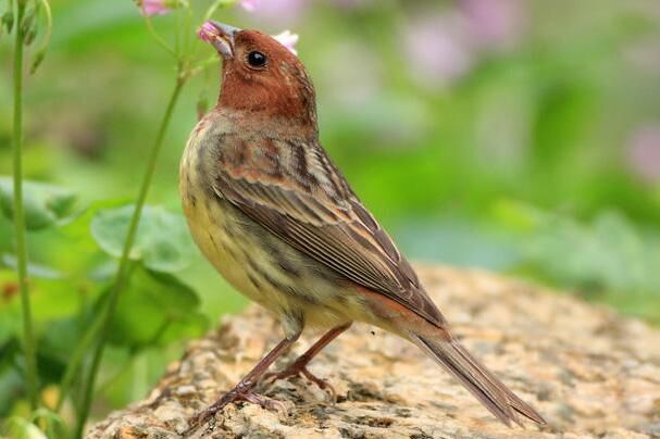 ���c�����ϼ�� ���c�Ǳ���������