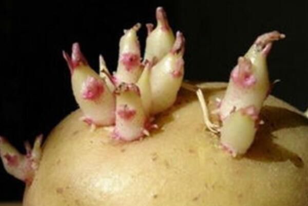 土豆发芽了还可以吃吗 发芽土豆切掉发芽部分还能吃吗