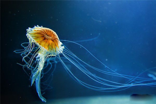 深海水母有哪些 海月水母是深海水母下的一种