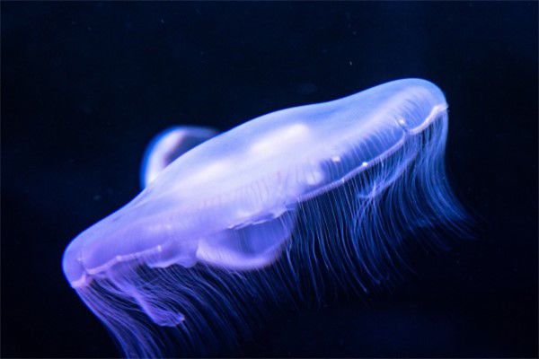 深海水母有哪些 海月水母是深海水母下的一种