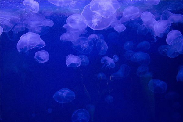 深海水母有哪些 海月水母是深海水母下的一种