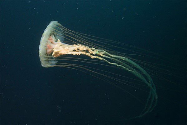 深海水母有哪些 海月水母是深海水母下的一种
