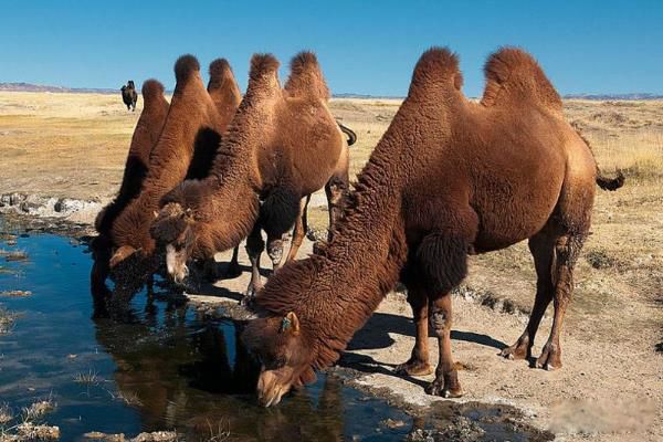 野骆驼群存在于中国的哪个地方 野骆驼是几级保护动物