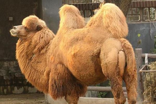 野骆驼群存在于中国的哪个地方 野骆驼是几级保护动物