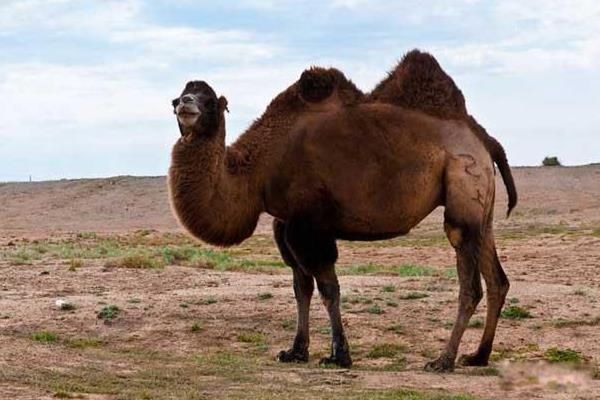 野骆驼群存在于中国的哪个地方 野骆驼是几级保护动物