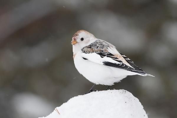 雪鹀是什么鸟类 雪鹀是几级保护动物