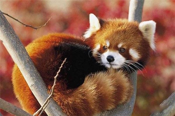 С��è�������?���ܿƻ���è�� С��è�ʹ���è������