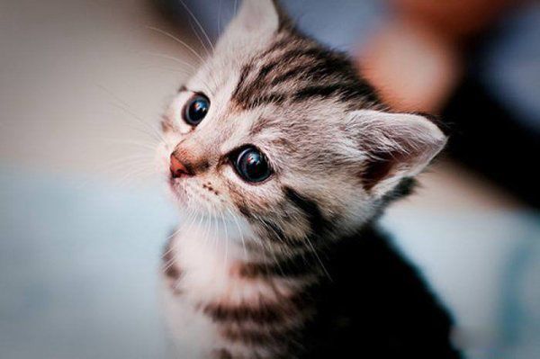 è��ʱ�޿���ɱ������ è��ɱ��ļ�����Ϊ����