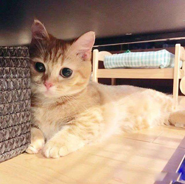 è��ʱ�޿���ɱ������ è��ɱ��ļ�����Ϊ����