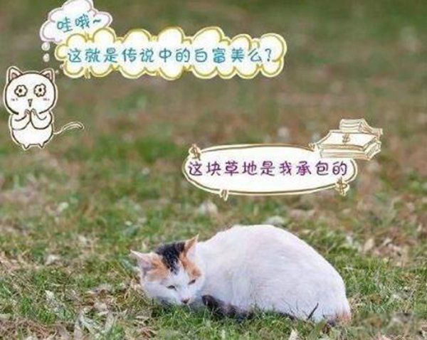 è��ʱ�޿���ɱ������ è��ɱ��ļ�����Ϊ����