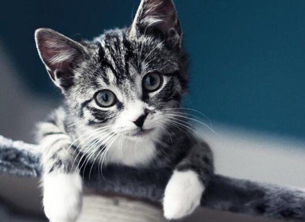 è��ʱ�޿���ɱ������ è��ɱ��ļ�����Ϊ����