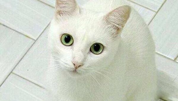��èЧӦ��ʲô����ѧɶ��˼ ��èЧӦ��Ů����˵��ζ��ʲô