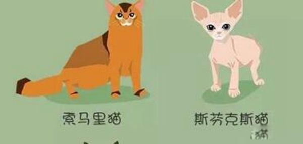 ��èЧӦ��ʲô����ѧɶ��˼ ��èЧӦ��Ů����˵��ζ��ʲô