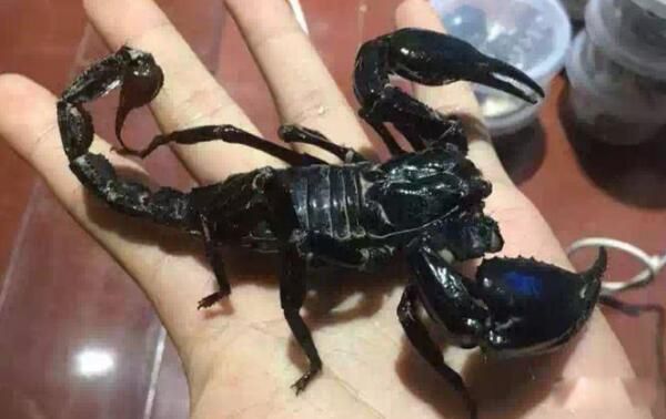 非洲帝王蝎最大可以长多大 非洲帝王蝎多少钱一只
