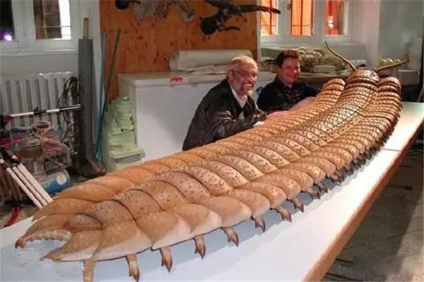 巨虫时代是哪几个纪 石炭纪巨虫时代一去不复返的原因