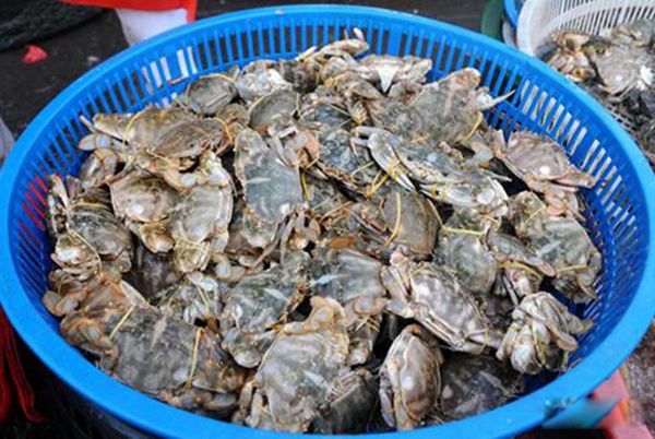 花盖蟹死了还能吃吗 为什么花盖蟹死后不能吃