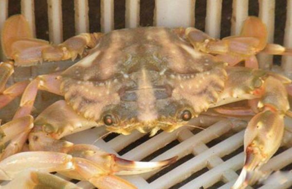 花盖蟹死了还能吃吗 为什么花盖蟹死后不能吃