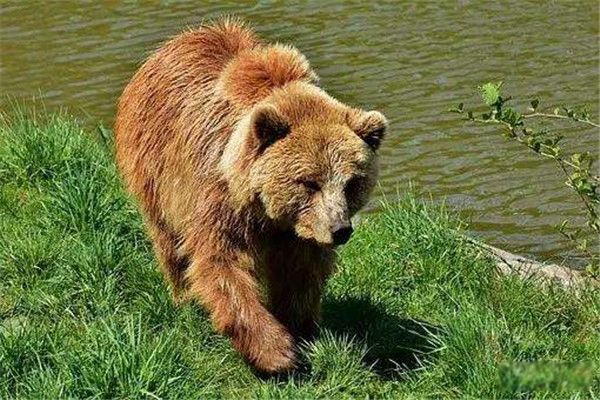 洞熊长什么样图片 洞熊灭绝了吗?生活环境及分布