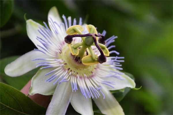 日轮花和黑寡妇蜘蛛是什么关系 日轮花怎么吃人的长啥样