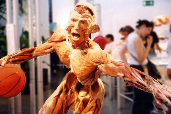 什么是生物塑化 生物塑化标本是真的(技术用真人)